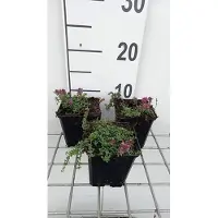 GRDplanten 6 x Thymus praecox 'Red Carpet' - Thym - pot 9 x 9 cm