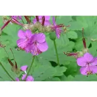 Brandless 6 x Geranium macrorrhizum - Bec de cigogne - Pot 9 x 9 cm