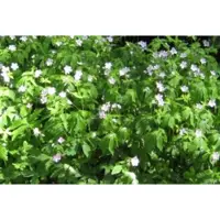 GRDplanten 6 x Geranium macul. 'Album' - Bec de cigogne - pot 9 x 9 cm