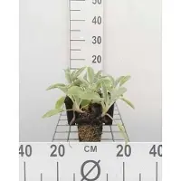 GRDplanten 6 x Stachys byz. 'Coton Boll' ('sheila macqueen') - Ziest - pot 9 x 9 cm