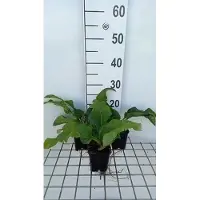 GRDplanten 6 x Silphium hybr. 'Maya' - Silphium - Pot 9 x 9 cm
