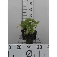 GRDplanten 6 x Geum rivale - Racine d'illet - pot 9 x 9 cm
