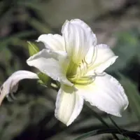 GRDplanten 6 x Hemerocallis hybr. 'Light The Way' - taglilie - Topf 9 x 9 cm