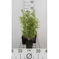 GRDplanten 6 x Nepeta nervosa - Herbe à chat - Pot 9 x 9 cm