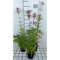 GRDplanten 6 x Saponaria officinalis - Saponaire - pot 9 x 9 cm
