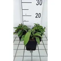 GRDplanten 6 x Succisa pratensis - Suecica - pot 9 x 9 cm