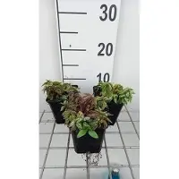 GRDplanten 6 x Lamiastrum gal. herman's Pride' - Ortie dorée - Pot 9 x 9 cm