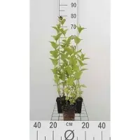 GRDplanten 6 x Nepeta subsessilis - Herbe à chat - Pot 9 x 9 cm
