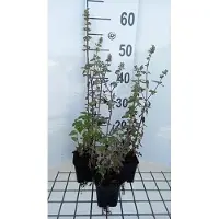 GRDplanten 6 x Nepeta cataria 'Citriodora' - Herbe à chat - pot 9 x 9 cm
