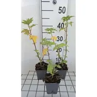 GRDplanten 6 x Lavatera hybr. 'Lilac Lady' - mauve arbustive - pot 9 x 9 cm