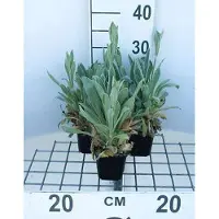 GRDplanten 6 x Lychnis cor. 'Alba' - Campion - pot 9 x 9 cm