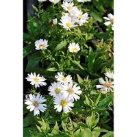 GRDplanten 6 x Aster dum. 'Schneekissen' - Aster d'automne - Pot 9 x 9 cm