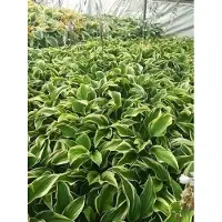 GRDplanten 6 x Hosta hybr. 'Mama Mia' - Hosta - pot 9 x 9 cm
