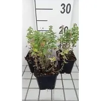 GRDplanten 6 x Nepeta racemosa 'Little Titch' - Herbe à chat - pot 9 x 9 cm