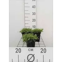 GRDplanten 6 x Sagina subulata - mousse étoilée - pot 9 x 9 cm