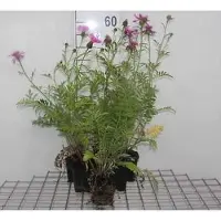 GRDplanten 6 x Centaurea dealbata - spornblume - Topf 9 x 9 cm