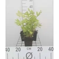 GRDplanten 6 x Onoclea sensibilis - Fougère perlée sensible - pot 9 x 9 cm