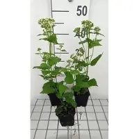 GRDplanten 6 x Eupatorium rugosa 'Braunlaub' - Moutarde d'eau - pot 9 x 9 cm