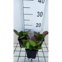 GRDplanten 6 x Bergenia hybr. 'Baby Doll' - pseudodictamne - pot 9 x 9 cm
