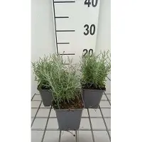 GRDplanten 6 x Santolina cham. lambrook Silver' - Heiligenkraut - Topf 9 x 9 cm