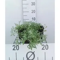 GRDplanten 6 x Cerastium tomentosum - Hornflower - pot 9 x 9 cm