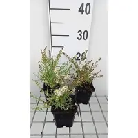 GRDplanten 6 x Aster eric. 'Golden Spray' - Aster d'automne - Pot 9 x 9 cm