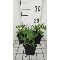 GRDplanten 6 x Lupinus hybr. 'The Chatelaine' ('schlossfrau') - Lupin - pot 9 x 9 cm
