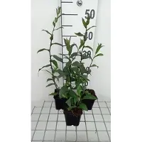 GRDplanten 6 x Aster laevis 'Calliope' - Aster d'automne - Pot 9 x 9 cm