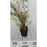 GRDplanten 12 x Lonicera nit. 'Ernest Wilson' - Chèvrefeuille à feuilles persistantes pour haies - Pot 9 cm x 9 cm