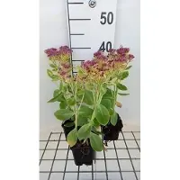 GRDplanten 6 x Sedum spect. 'Meteor' - Fat leaf - Pot de 9 x 9 cm