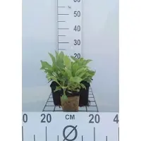 GRDplanten 6 x Digitalis hybr. 'Mertonensis' - Digitale - Pot 9 x 9 cm