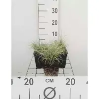 GRDplanten 6 x Carex comans 'Frosted Curls' - Achillée millefeuille - pot 9x9 cm