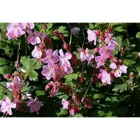GRDplanten 6 x Geranium macr. 'Ingwersen's Variety' - Storchenschnabel - Topf 9 x 9 cm