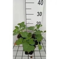 GRDplanten 6 x Sidalcea hybr. 'Little Princess' - Prairie Mallow - pot 9 x 9 cm