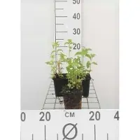 GRDplanten 6 x Monarda hybr. 'Prairie night' - ortie indienne - pot 9 x 9 cm