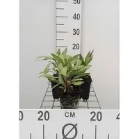 GRDplanten 6 x Oenothera macrocarpa (missouriensis) - Nachtkerze - Topf 9 x 9 cm