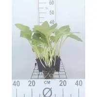 GRDplanten 6 x Hosta hybr. 'Halcyon' - Hosta - pot 9 x 9 cm