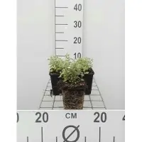 GRDplanten 6 x Nepeta faassenii - Herbe à chat - Pot 9 x 9 cm