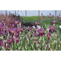 GRDplanten 6 x Iris (germ.) 'Imperator' - Iris - pot 9 x 9 cm