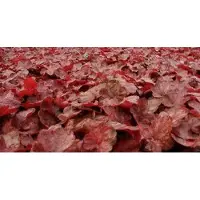 GRDplanten 6 x Heuchera hybr. 'Fire Chief' - Luzule pourpre - Pot 9 x 9 cm