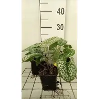 GRDplanten 6 x Brunnera macr. 'Sea Heart' - Myosotis du Caucase - pot 9 x 9 cm