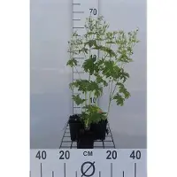 GRDplanten 6 x Geranium sylv. 'Album' - Bec de cigogne - pot 9 x 9 cm