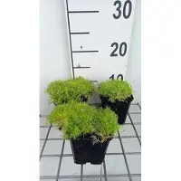 GRDplanten 6 x Sagina sub. 'Aurea' - Mousse étoilée - pot 9 x 9 cm