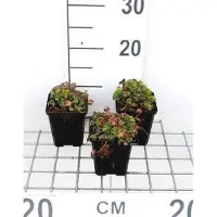 GRDplanten 6 x Geranium dalmaticum - Bec de cigogne - Pot 9 x 9 cm