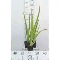 GRDplanten 6 x Iris sib. 'Blue Moon' - Iris - Pot 9 x 9 cm