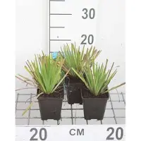 GRDplanten 6 x Sisyrinchium californicum - Grasschwertel - Topf 9 x 9 cm
