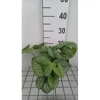 GRDplanten 6 x Brunnera macr. 'Jack of Diamonds' - Caucasian Vergissmeinnicht - Topf 9 x 9 cm