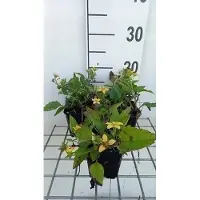 GRDplanten 6 x Chrysogonum virginianum - Chrysanthème - pot 9 x 9 cm