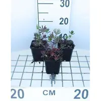 GRDplanten 6 x Lupinus hybr. 'Gallery Red' - Lupin - Pot 9 x 9 cm