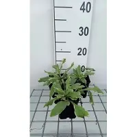 GRDplanten 6 x Knautia mac. thunder And Lightning' - Fleur de veuve - pot 9 x 9 cm